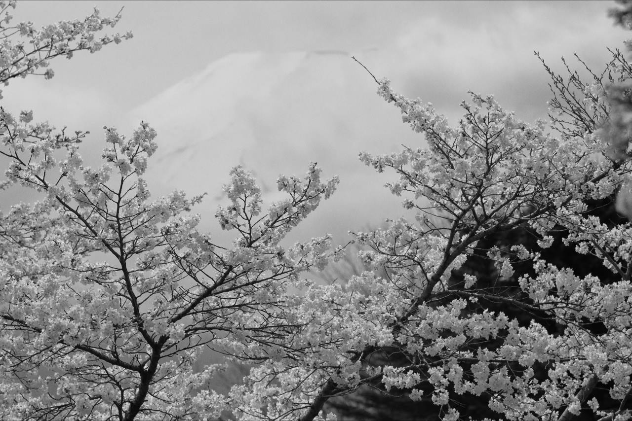 キナバル山と富士山 - ふたつの山の物語